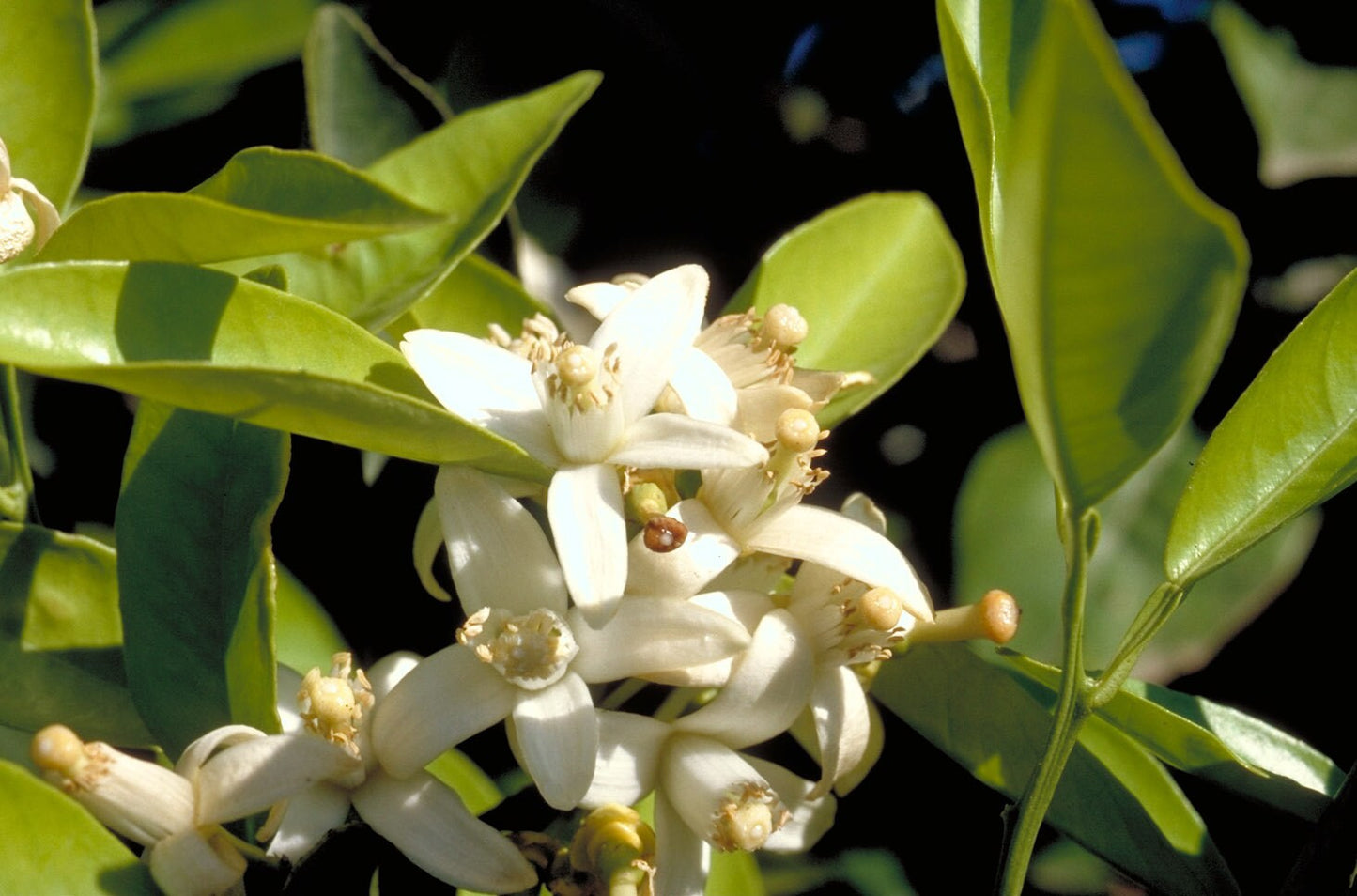 Petitgrain Essential Oil | Organic Petitgrain Essential Oil | 100% Pure Essential Oil | Therapeutic Essential Oil of Petitgrain sur Fleurs