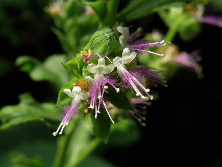 Patchouli Essential Oil | Organic Patchouli Essential Oil | |100% Pure Essential Oil | Therapeutic Essential Oil of Patchouli | Aromatherapy