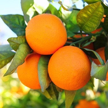 Tangerine Essential Oil | Pure Therapeutic Tangerine Essential Oil | Essential Oil of Tangerine | Aromatherapy Oil