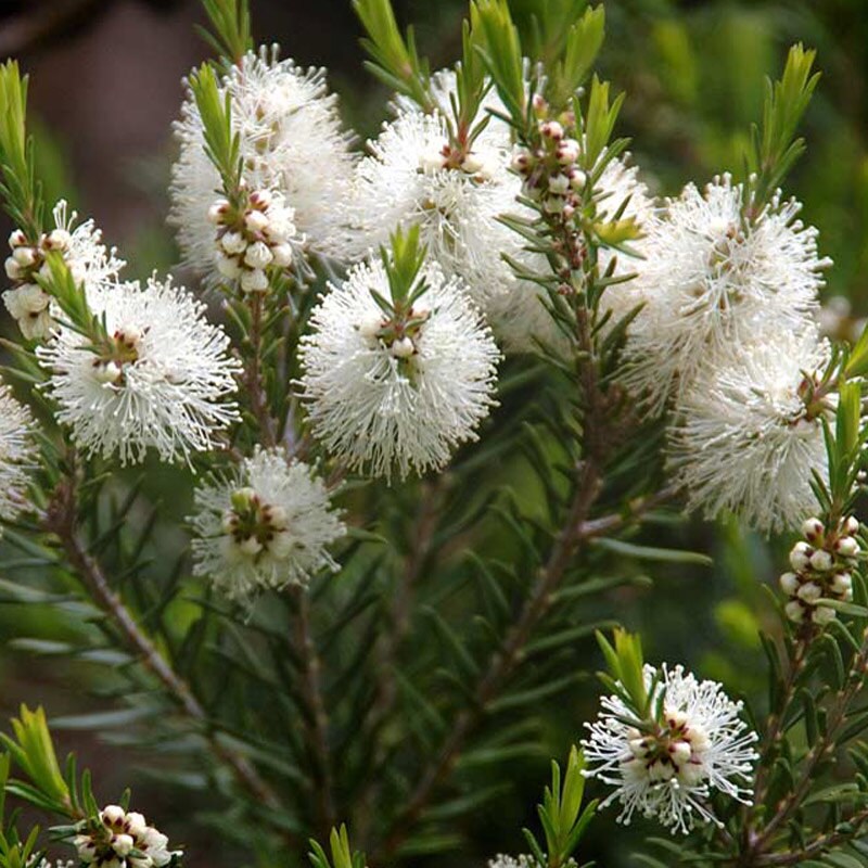 Tea Tree Essential Oil | Organic Essential Oil of Tea Tree | Pure Essential Oil | Therapeutic Essential Oil of Melaleuca alternifolia
