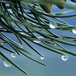Scotch Pine Essential Oil | 100% Pure Essential Oil of Scotch Pine | Therapeutic Essential Oil of Scotch Pine| Aromatherapy