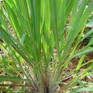 Palmarosa Essential Oil | Organic Essential Oil of Palmarosa | 100% Pure Essential Oil |Therapeutic Essential Oil of Palmarosa |Aromatherapy