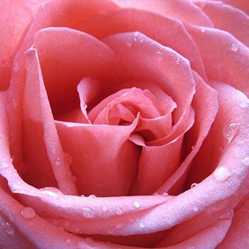 Rose Essential Oil | Rose Absolute 10% With FCO | Therapeutic Essential Oil | Pure Rose Absolute Pre-diluted | Bulgarian Rose Absolute