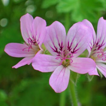 Geranium Essential Oil | Organic Essential Oil of Geranium | 100% Pure Essential Oil | Therapeutic Essential Oil of Geranium | Aromatherapy