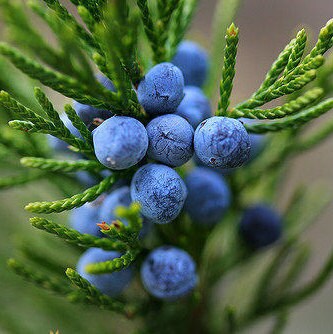 Juniper Essential Oil | Organic Juniper Essential Oil | 100% Pure Essential Oil |Therapeutic Essential Oil of Juniper Berry | Aromatherapy
