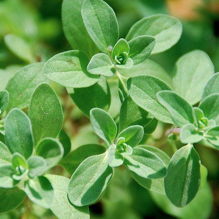 Marjoram Essential Oil | 100% Pure Essential Oil of Marjoram | Therapeutic Essential Oil of Marjoram | Aromatherapy