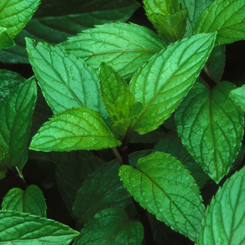 Peppermint Essential Oil | Organic Essential Oil of Peppermint | 100 % Pure Essential Oil | Peppermint Essential Oil for Aromatherapy