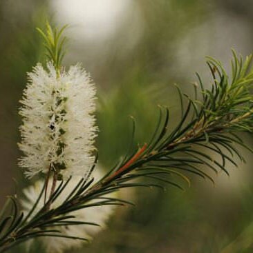 Niaouli Essential Oil | Organic Niaouli Essential Oil | 100% Pure Essential Oil | Therapeutic Essential Oil Melaleuca quinquenervia, Niaouli
