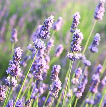 Lavender Essential Oil | High Altitude & Wildcrafted Lavender Essential Oil | Pure Essential Oil | Therapeutic Lavender Aromatherapy Oil