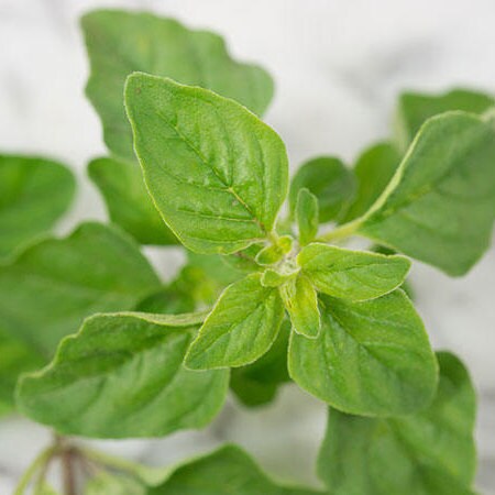 Oregano Essential Oil | 100% Pure Essential Oil of Oregano | Therapeutic Oregano Oil | Aromatherapy Oil