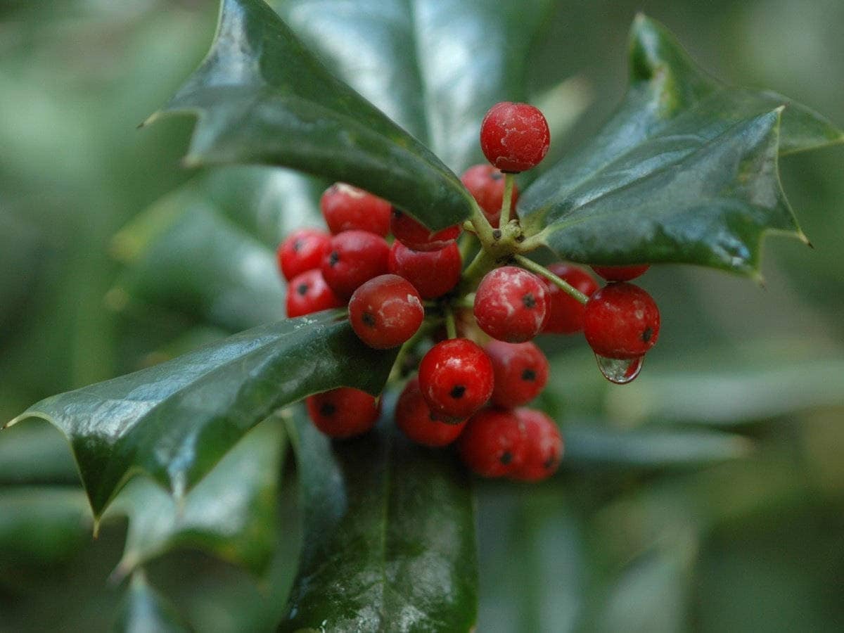 Wintergreen Essential Oil | 100% Pure Essential Oil of Wintergreen | Therapeutic Aromatherapy Oil, Wintergreen