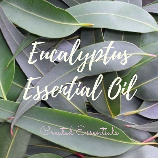 Eucalyptus Essential Oil | Wildcrafted Essential Oil of Eucalyptus | 100% Pure Essential Oil | Therapeutic Essential Oil Eucalyptus globulus