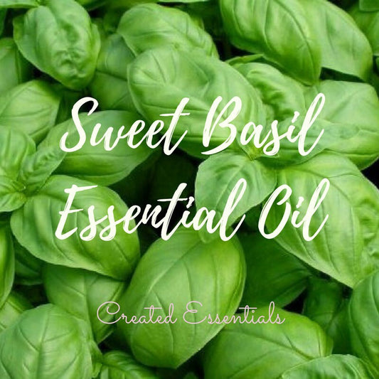 Basil Essential Oil, Organic Essential Oil of Basil Sweet ct Linalool, Pure Essential Oil, Basil Aromatherapy Oil