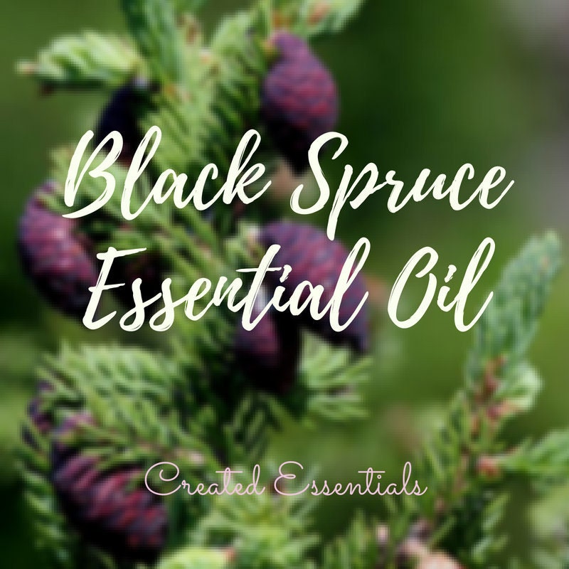 Black Spruce Essential Oil, Organic Essential Oil of Black Spruce, 100% Pure Essential Oil, Black Spruce Aromatherapy Oil