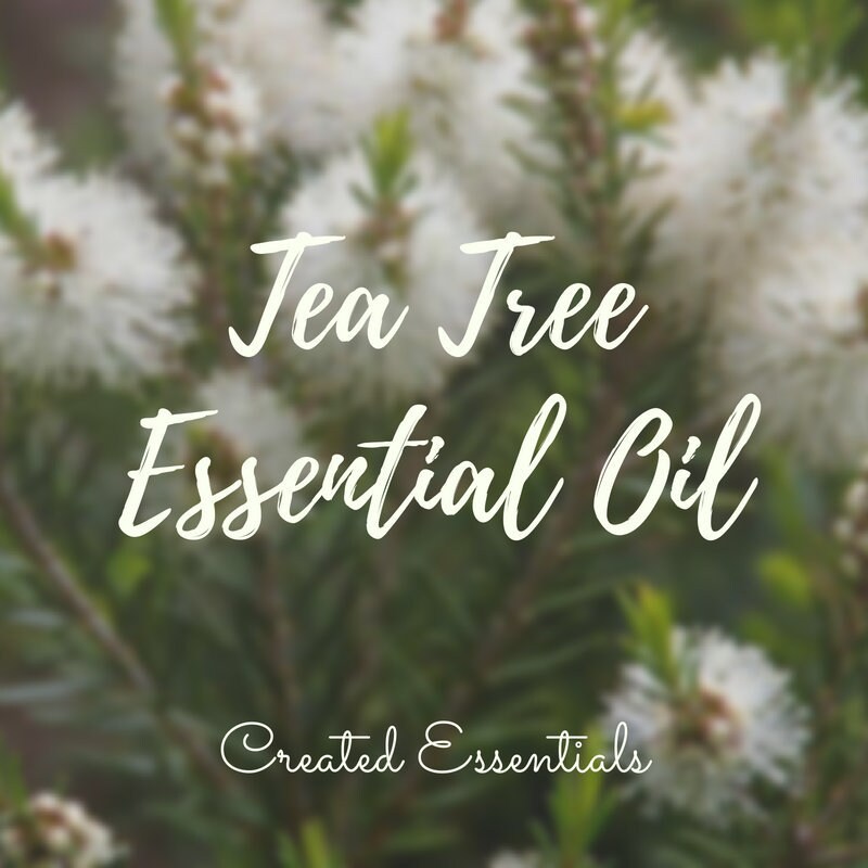 Tea Tree Essential Oil | Organic Essential Oil of Tea Tree | Pure Essential Oil | Therapeutic Essential Oil of Melaleuca alternifolia