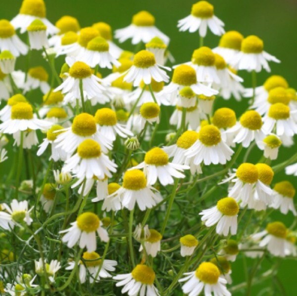Roman Chamomile Essential Oil | Organic Pure Therapeutic Grade Roman Chamomile Essential Oil from Italy | Essential Oil of Roman Chamomile