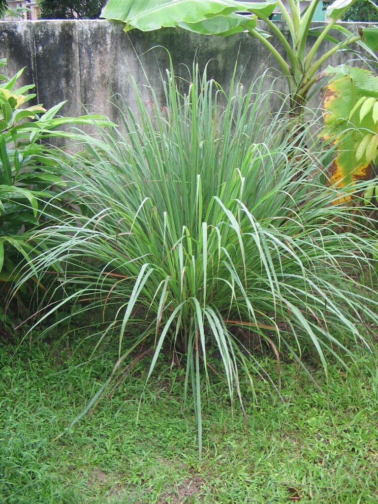 Lemongrass Essential Oil | Wildcrafted Lemongrass Essential Oil | Pure Essential Oil | Therapeutic Essential Oil of Lemongrass
