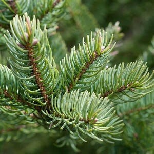 Balsam Fir Essential Oil | Wildcrafted Essential Oil Balsam Fir | 100 % Pure Essential Oil | Balsam Fir Aromatherapy Oil