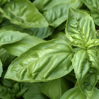 Basil Essential Oil, Organic Essential Oil of Basil Sweet ct Linalool, Pure Essential Oil, Basil Aromatherapy Oil