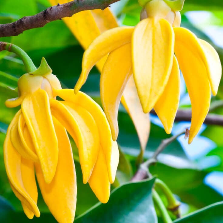 Ylang Ylang Essential Oil | 100% Pure Essential Oil | Therapeutic Essential Oil of Ylang Ylang | Complete Distillation