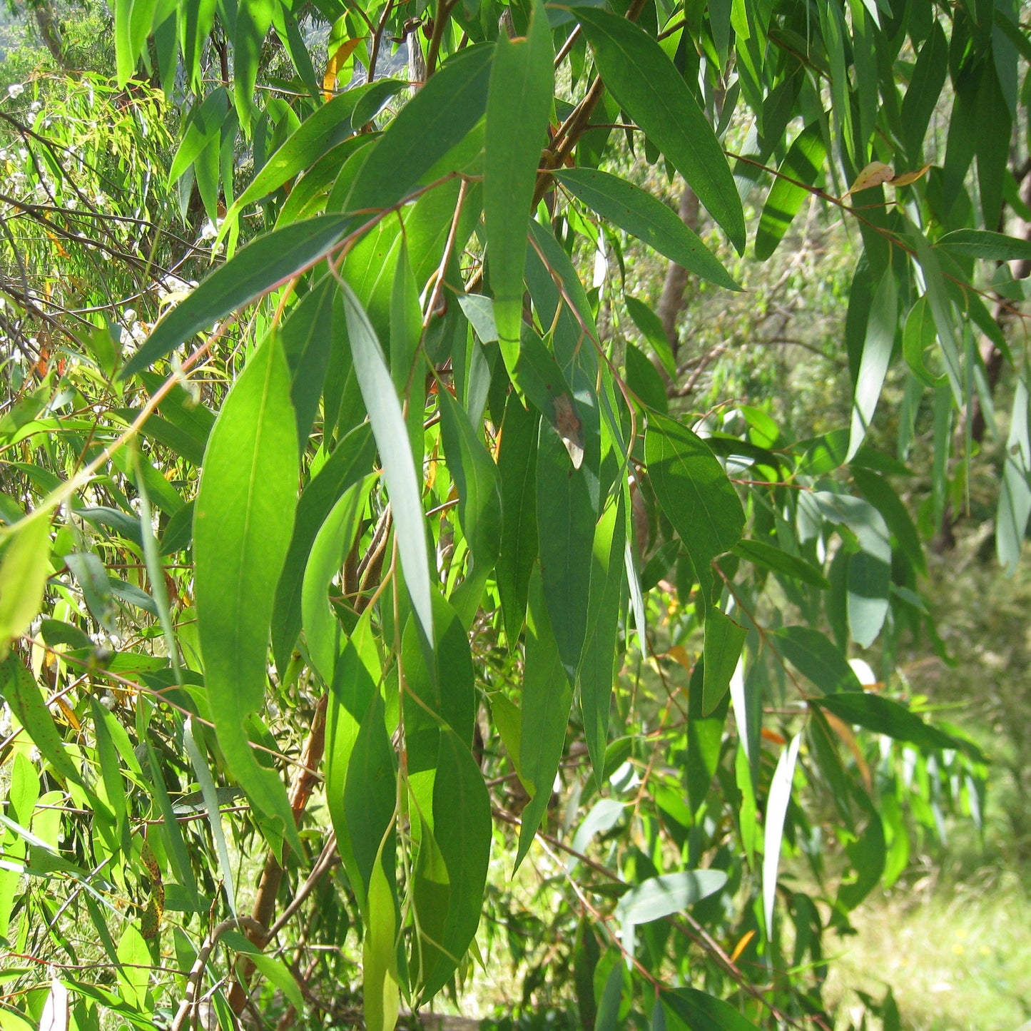 Eucalyptus Radiata Essential Oil | Organic Essential Oil Eucalyptus Radiata | 100% Pure Essential Oil | Therapeutic Essential Oil Eucalyptus
