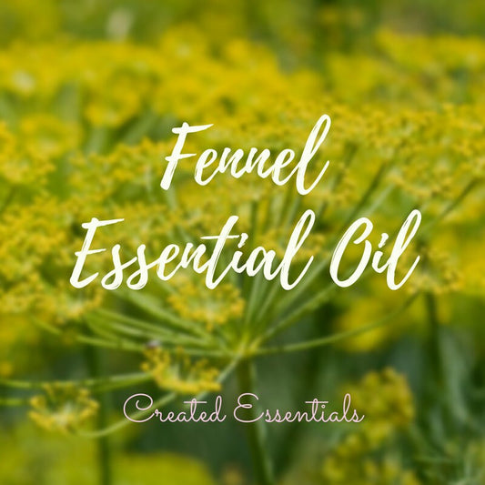Fennel Essential Oil | Organic Essential Oil of Fennel | Pure Essential Oil | Therapeutic Essential Oil of Fennel