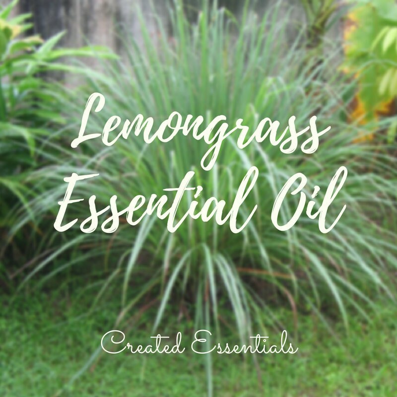 Lemongrass Essential Oil | Wildcrafted Lemongrass Essential Oil | Pure Essential Oil | Therapeutic Essential Oil of Lemongrass