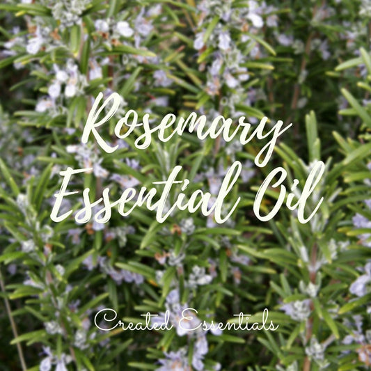 Rosemary Essential Oil | Organic Rosemary Essential Oil | 100% Pure Essential Oil | Therapeutic Essential Oil of Rosemary Cineole