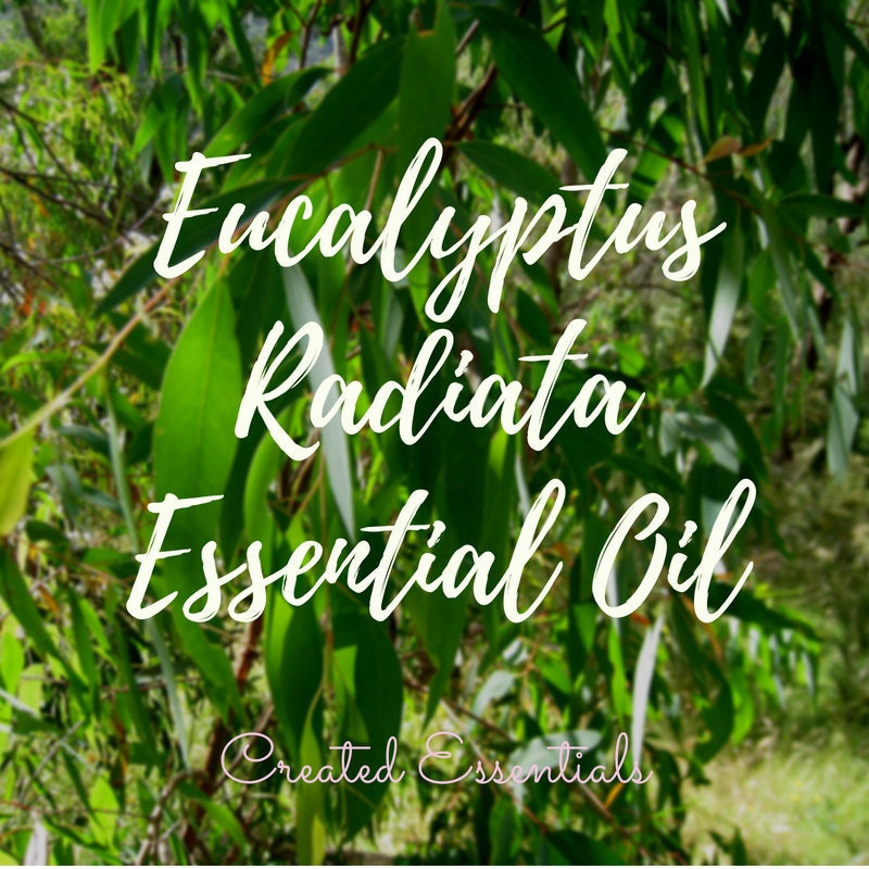 Eucalyptus Radiata Essential Oil | Organic Essential Oil Eucalyptus Radiata | 100% Pure Essential Oil | Therapeutic Essential Oil Eucalyptus