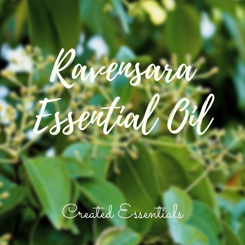 Ravensara Essential Oil | Wildcrafted Pure Therapeutic Ravensara Essential Oil | Essential Oil of Ravensara | Aromatherapy