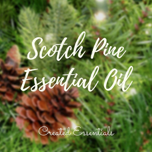 Scotch Pine Essential Oil | 100% Pure Essential Oil of Scotch Pine | Therapeutic Essential Oil of Scotch Pine| Aromatherapy